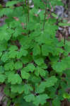 European columbine